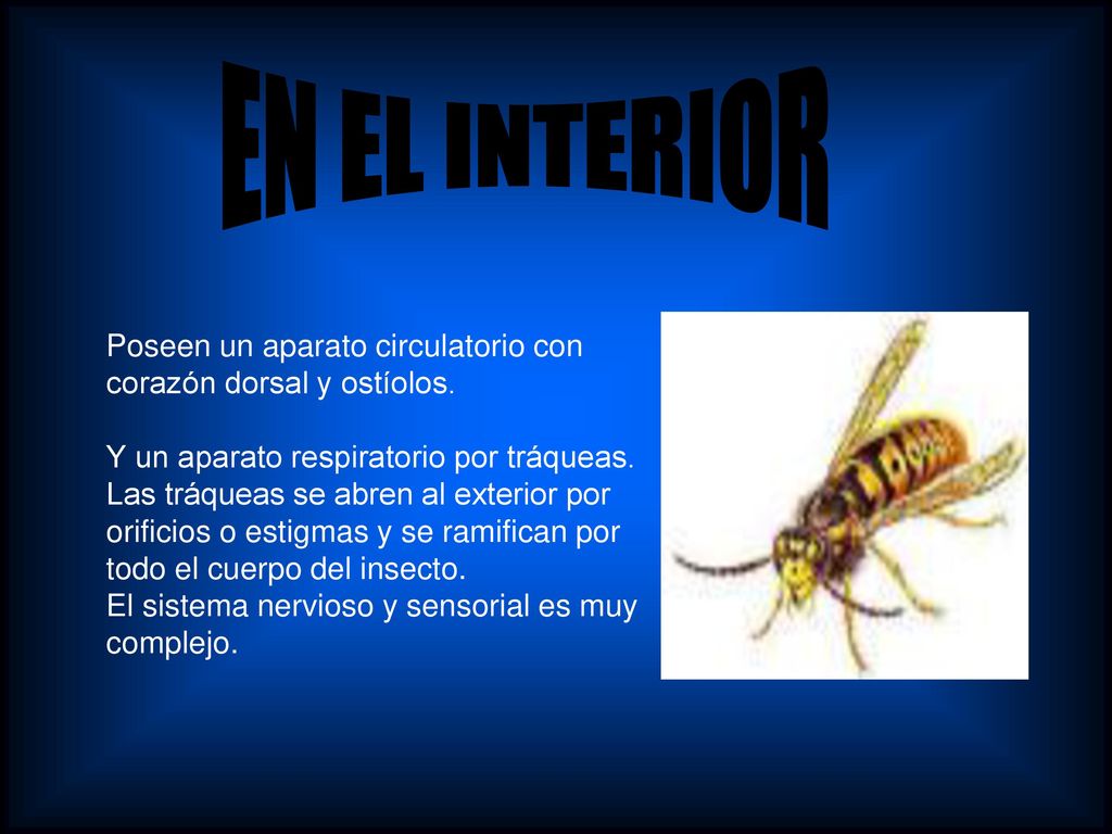 EN EL INTERIOR Poseen un aparato circulatorio con corazón dorsal y ostíolos.