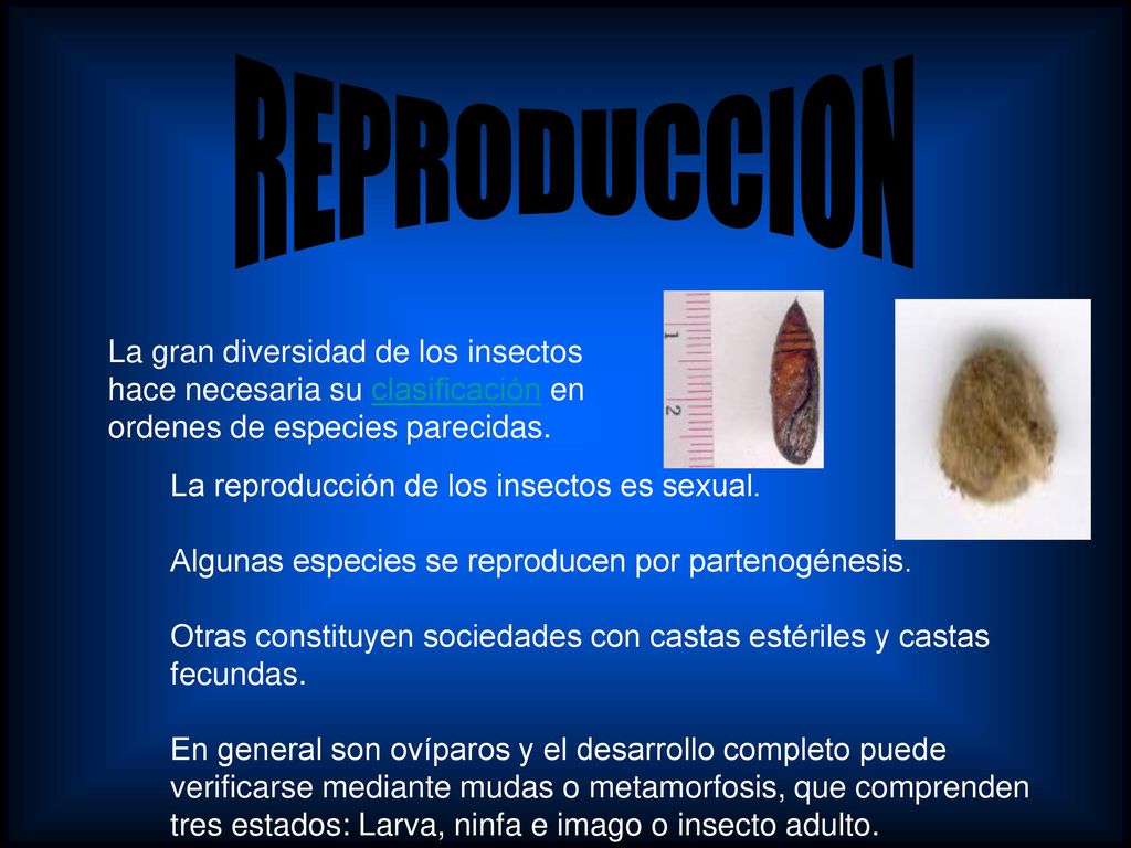 REPRODUCCION La gran diversidad de los insectos hace necesaria su clasificación en ordenes de especies parecidas.