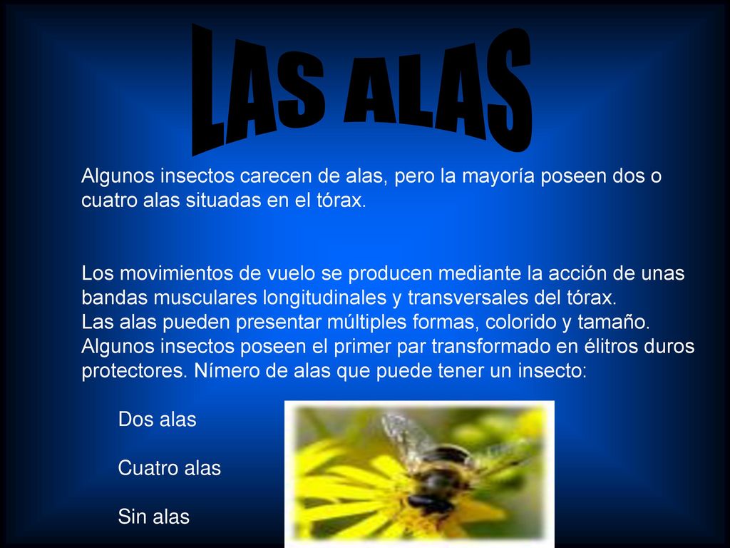 LAS ALAS Algunos insectos carecen de alas, pero la mayoría poseen dos o cuatro alas situadas en el tórax.
