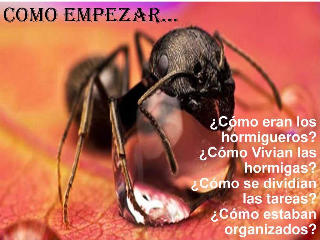 Como empezar… ¿Cómo eran los hormigueros. ¿Cómo Vivian las hormigas.