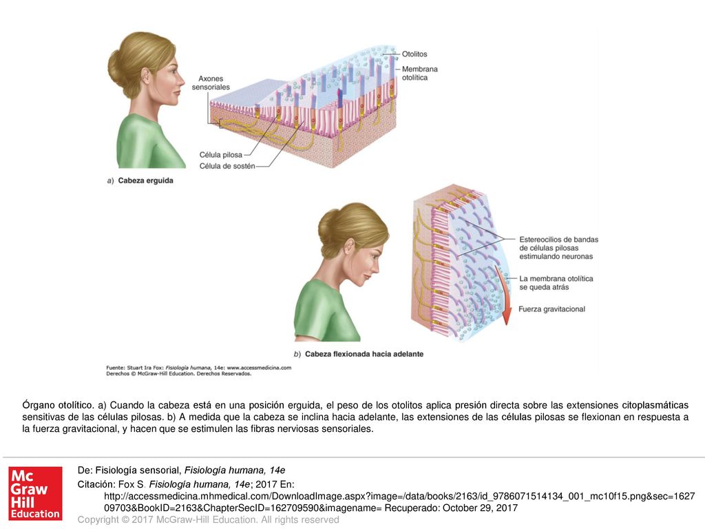 Órgano otolítico. a) Cuando la cabeza está en una posición erguida, el peso de los otolitos aplica presión directa sobre las extensiones citoplasmáticas sensitivas de las células pilosas. b) A medida que la cabeza se inclina hacia adelante, las extensiones de las células pilosas se flexionan en respuesta a la fuerza gravitacional, y hacen que se estimulen las fibras nerviosas sensoriales.