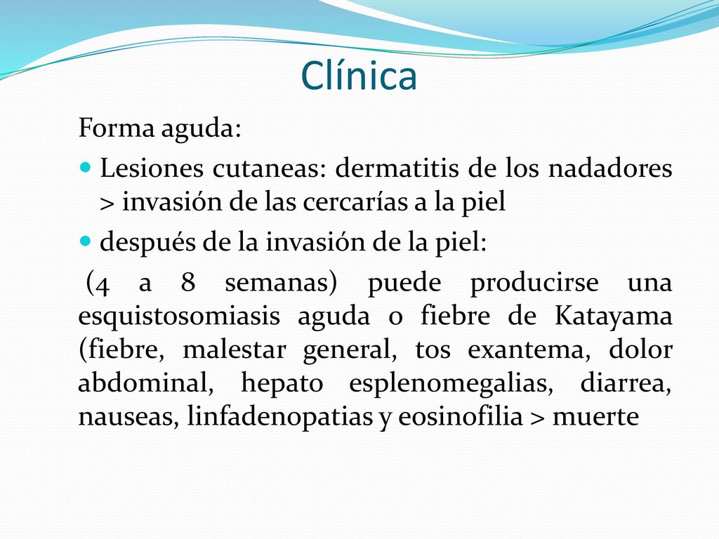 Clínica Forma aguda: Lesiones cutaneas: dermatitis de los nadadores > invasión de las cercarías a la piel.