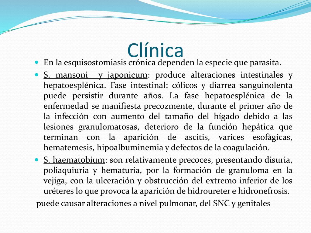 Clínica En la esquisostomiasis crónica dependen la especie que parasita.