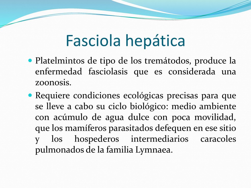 Fasciola hepática Platelmintos de tipo de los tremátodos, produce la enfermedad fasciolasis que es considerada una zoonosis.