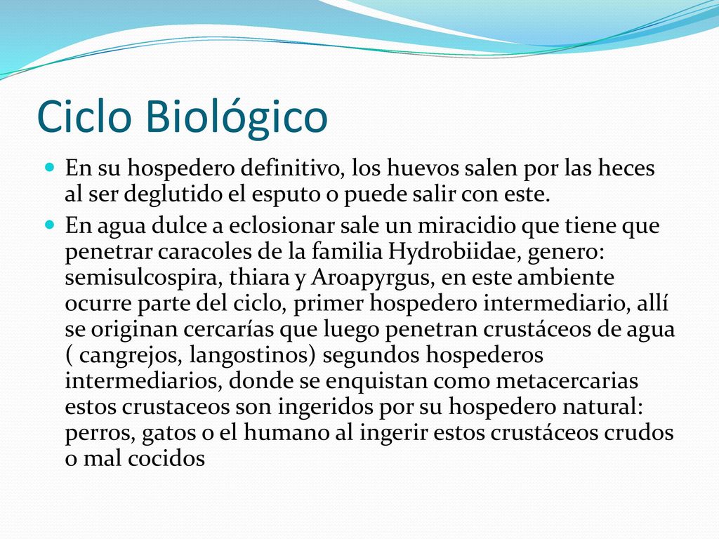 Ciclo Biológico En su hospedero definitivo, los huevos salen por las heces al ser deglutido el esputo o puede salir con este.