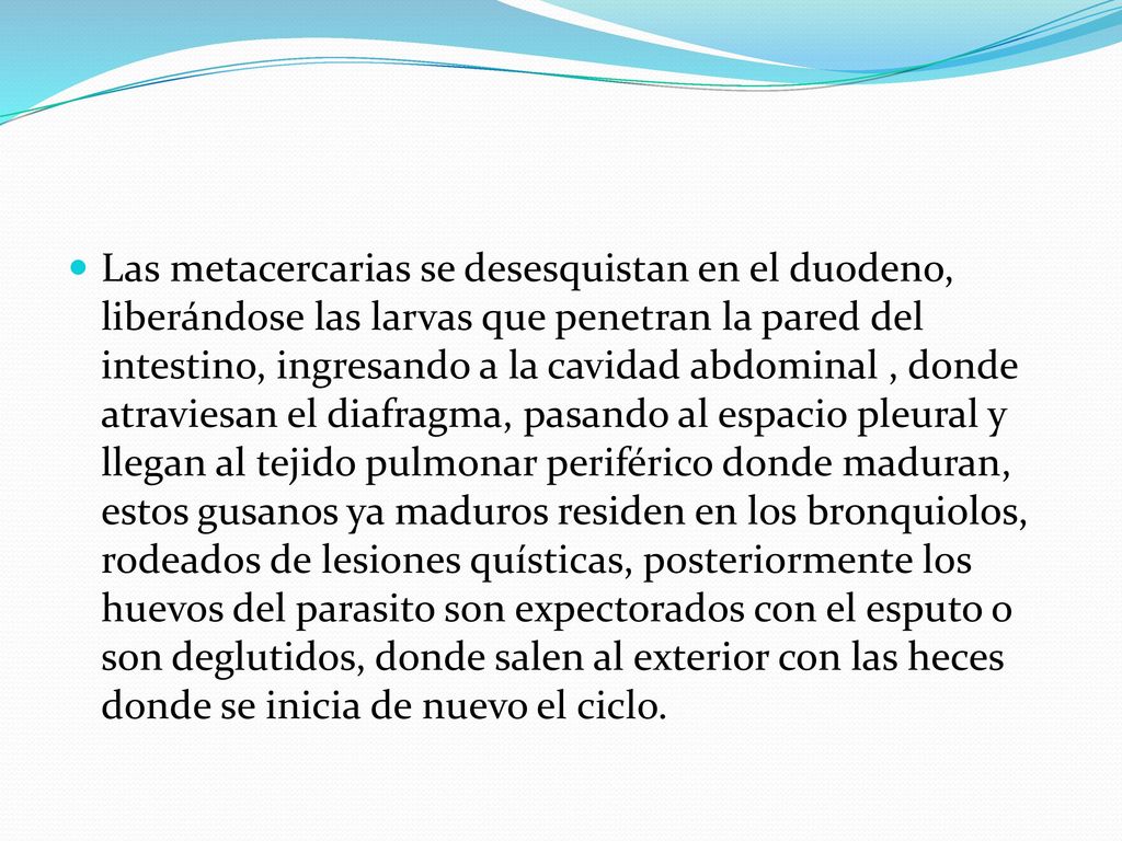 Las metacercarias se desesquistan en el duodeno, liberándose las larvas que penetran la pared del intestino, ingresando a la cavidad abdominal , donde atraviesan el diafragma, pasando al espacio pleural y llegan al tejido pulmonar periférico donde maduran, estos gusanos ya maduros residen en los bronquiolos, rodeados de lesiones quísticas, posteriormente los huevos del parasito son expectorados con el esputo o son deglutidos, donde salen al exterior con las heces donde se inicia de nuevo el ciclo.