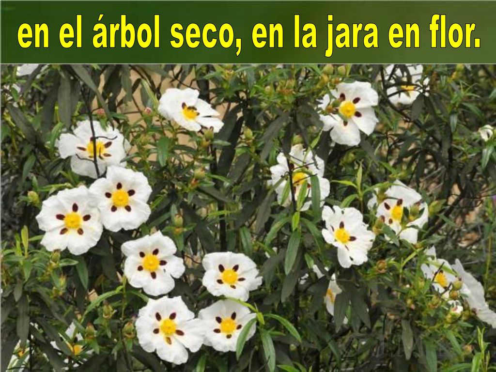 en el árbol seco, en la jara en flor.
