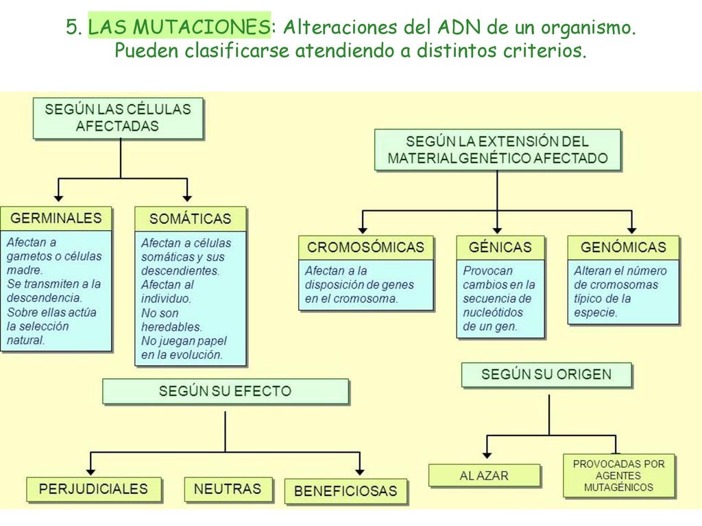 5. LAS MUTACIONES: Alteraciones del ADN de un organismo