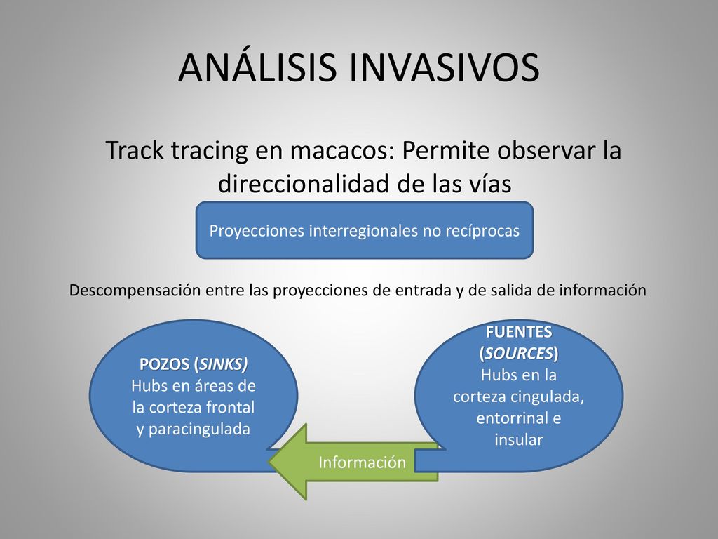 ANÁLISIS INVASIVOS Track tracing en macacos: Permite observar la direccionalidad de las vías. Proyecciones interregionales no recíprocas.