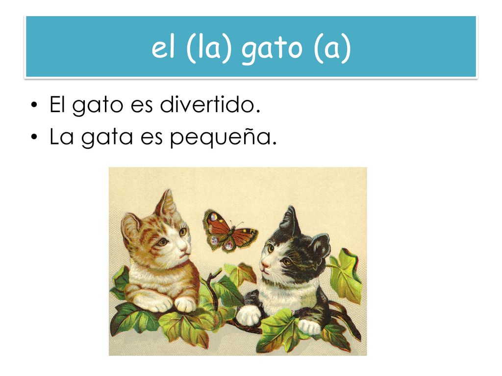 el (la) gato (a) El gato es divertido. La gata es pequeña.