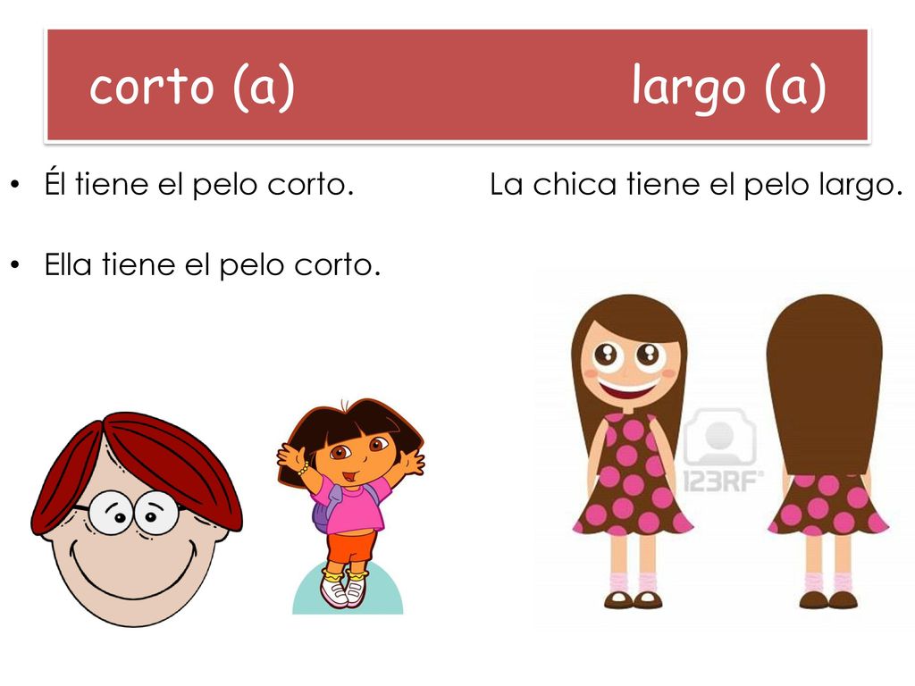 corto (a) largo (a) Él tiene el pelo corto. La chica tiene el pelo largo.