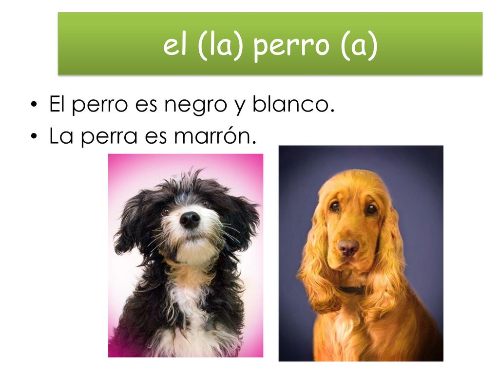 el (la) perro (a) El perro es negro y blanco. La perra es marrón.
