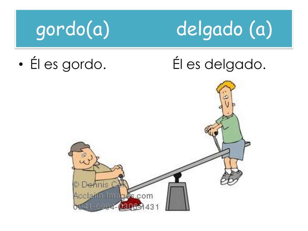 gordo(a) delgado (a) Él es gordo. Él es delgado.