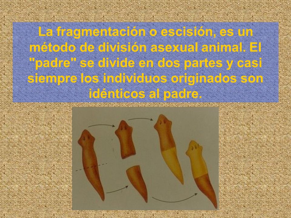 La fragmentación o escisión, es un método de división asexual animal