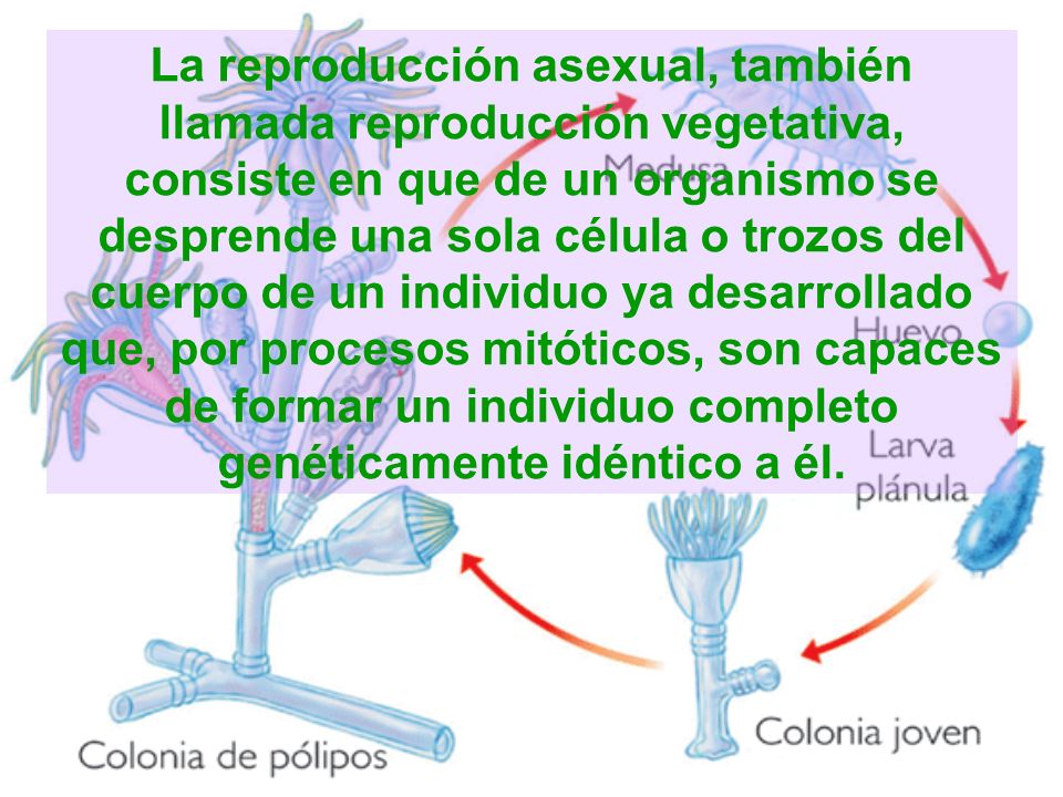 La reproducción asexual, también llamada reproducción vegetativa, consiste en que de un organismo se desprende una sola célula o trozos del cuerpo de un individuo ya desarrollado que, por procesos mitóticos, son capaces de formar un individuo completo genéticamente idéntico a él.