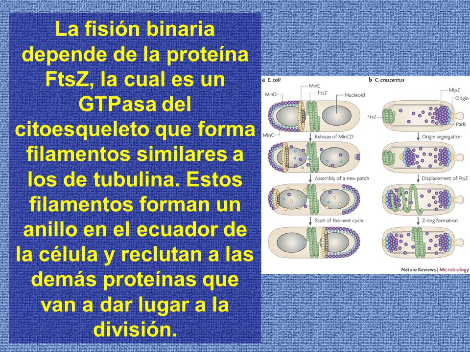 La fisión binaria depende de la proteína FtsZ, la cual es un GTPasa del citoesqueleto que forma filamentos similares a los de tubulina.