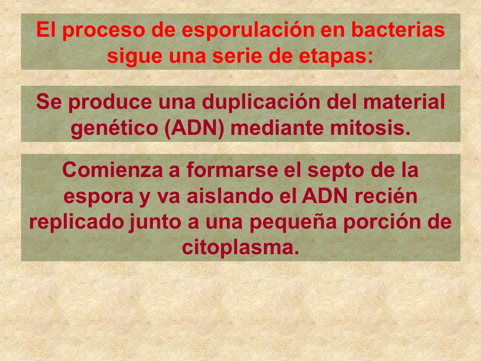 El proceso de esporulación en bacterias sigue una serie de etapas: