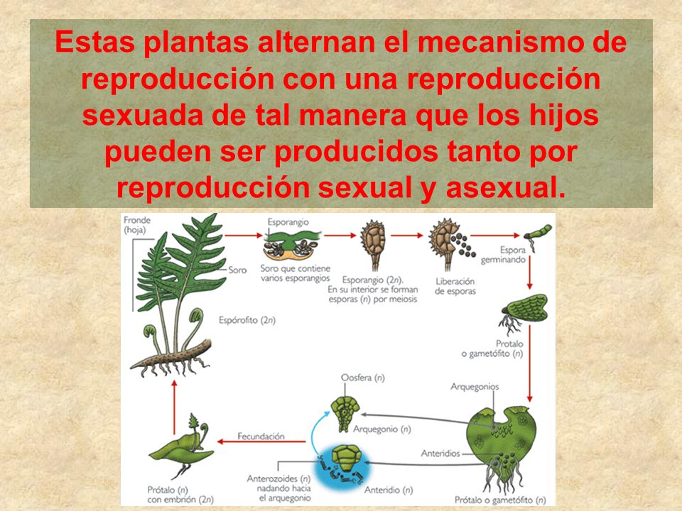 Estas plantas alternan el mecanismo de reproducción con una reproducción sexuada de tal manera que los hijos pueden ser producidos tanto por reproducción sexual y asexual.