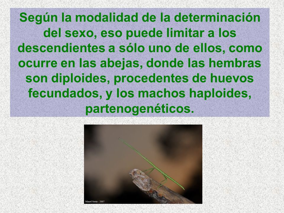 Según la modalidad de la determinación del sexo, eso puede limitar a los descendientes a sólo uno de ellos, como ocurre en las abejas, donde las hembras son diploides, procedentes de huevos fecundados, y los machos haploides, partenogenéticos.