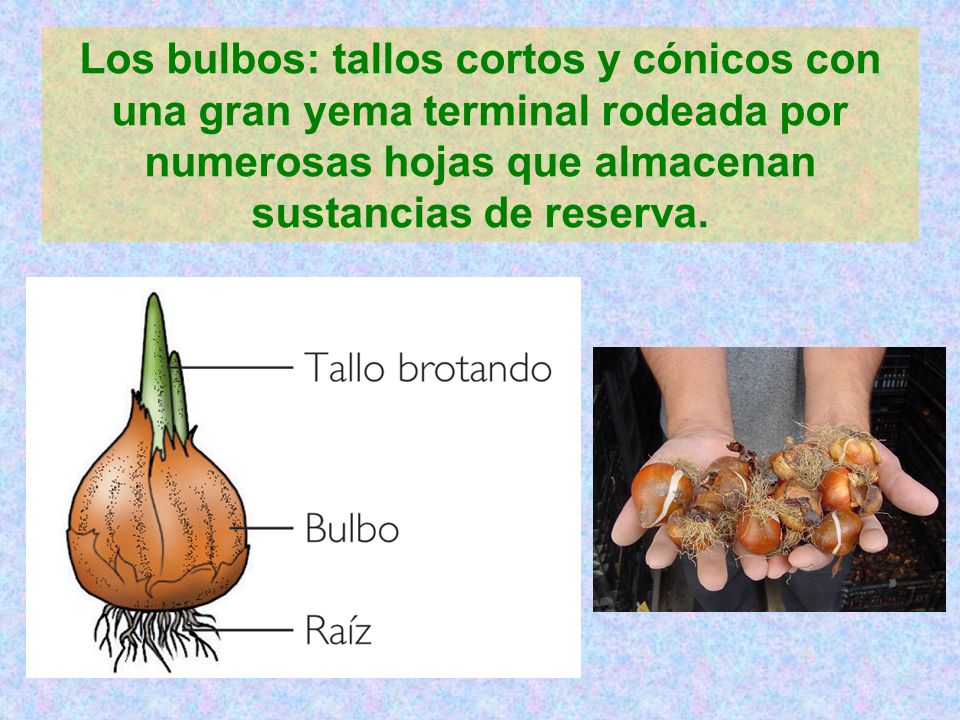 Los bulbos: tallos cortos y cónicos con una gran yema terminal rodeada por numerosas hojas que almacenan sustancias de reserva.