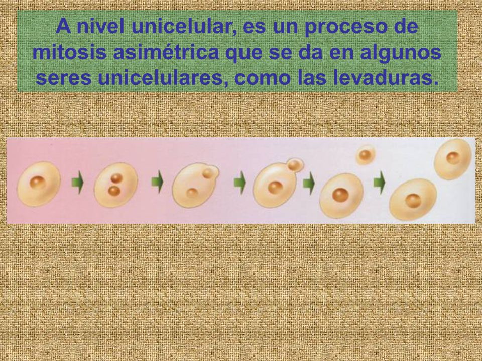A nivel unicelular, es un proceso de mitosis asimétrica que se da en algunos seres unicelulares, como las levaduras.