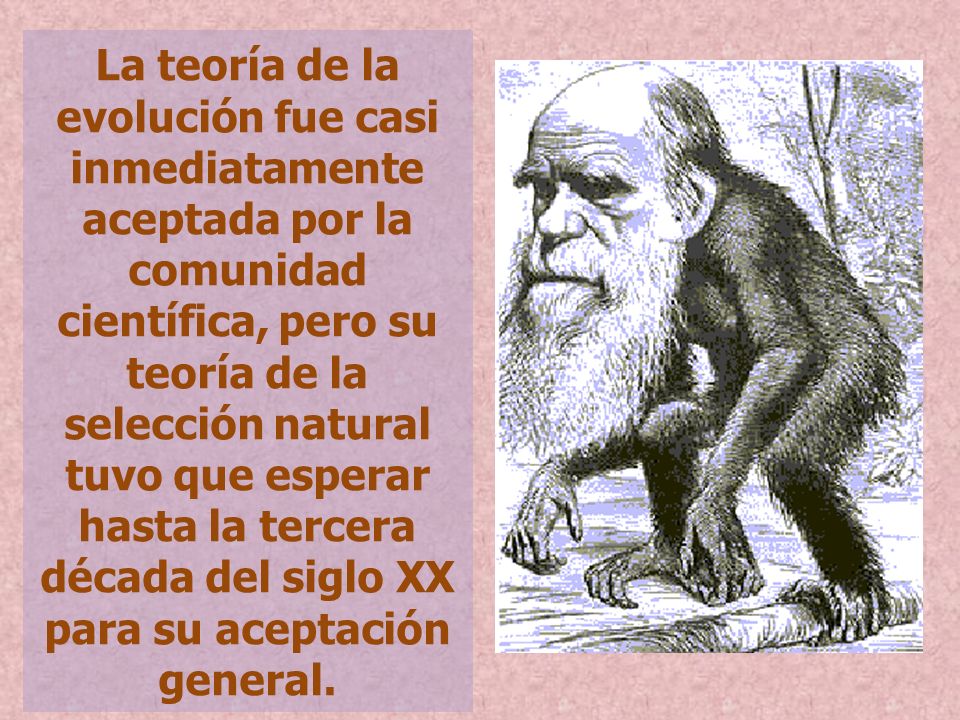 La teoría de la evolución fue casi inmediatamente aceptada por la comunidad científica, pero su teoría de la selección natural tuvo que esperar hasta la tercera década del siglo XX para su aceptación general.