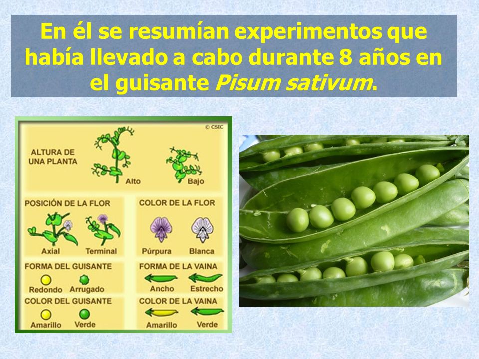 En él se resumían experimentos que había llevado a cabo durante 8 años en el guisante Pisum sativum.