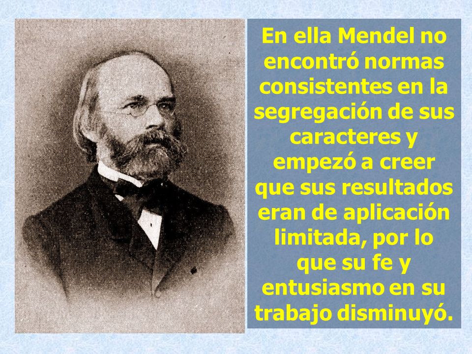 En ella Mendel no encontró normas consistentes en la segregación de sus caracteres y empezó a creer que sus resultados eran de aplicación limitada, por lo que su fe y entusiasmo en su trabajo disminuyó.