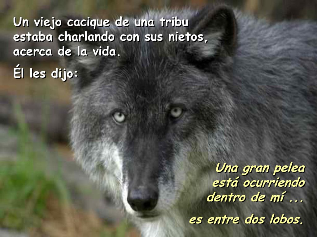 Un viejo cacique de una tribu estaba charlando con sus nietos, acerca de la vida.
