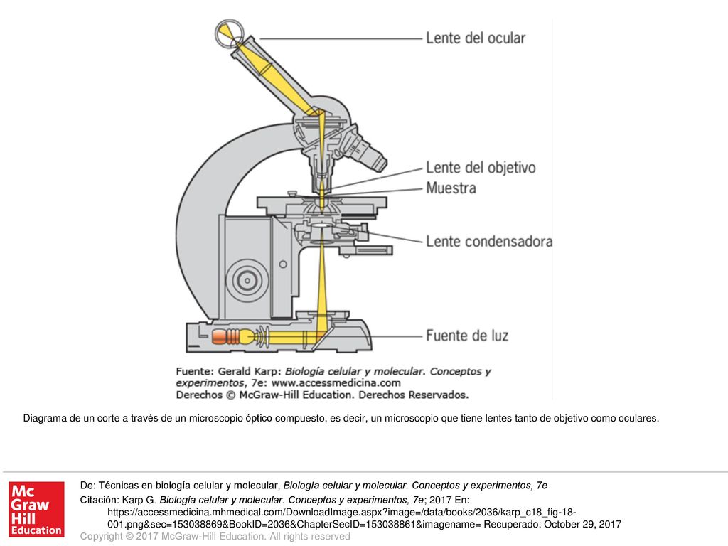 Diagrama de un corte a través de un microscopio óptico compuesto, es decir, un microscopio que tiene lentes tanto de objetivo como oculares.