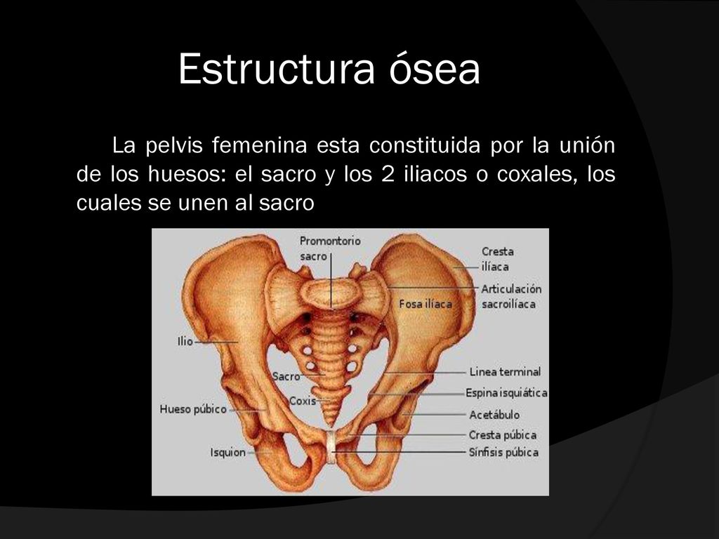 Estructura ósea La pelvis femenina esta constituida por la unión de los huesos: el sacro y los 2 iliacos o coxales, los cuales se unen al sacro.