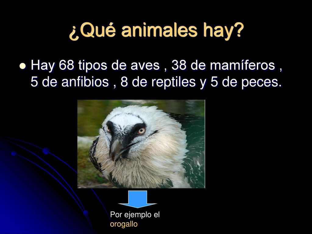 ¿Qué animales hay Hay 68 tipos de aves , 38 de mamíferos , 5 de anfibios , 8 de reptiles y 5 de peces.