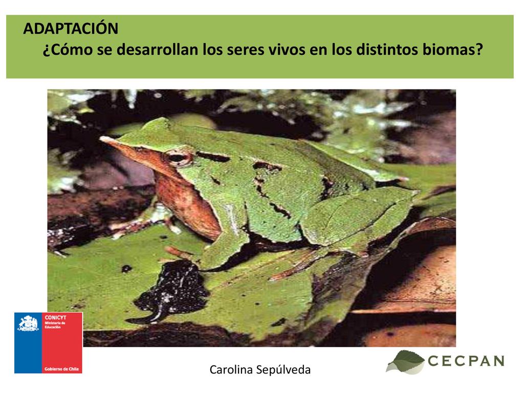 ¿Cómo se desarrollan los seres vivos en los distintos biomas