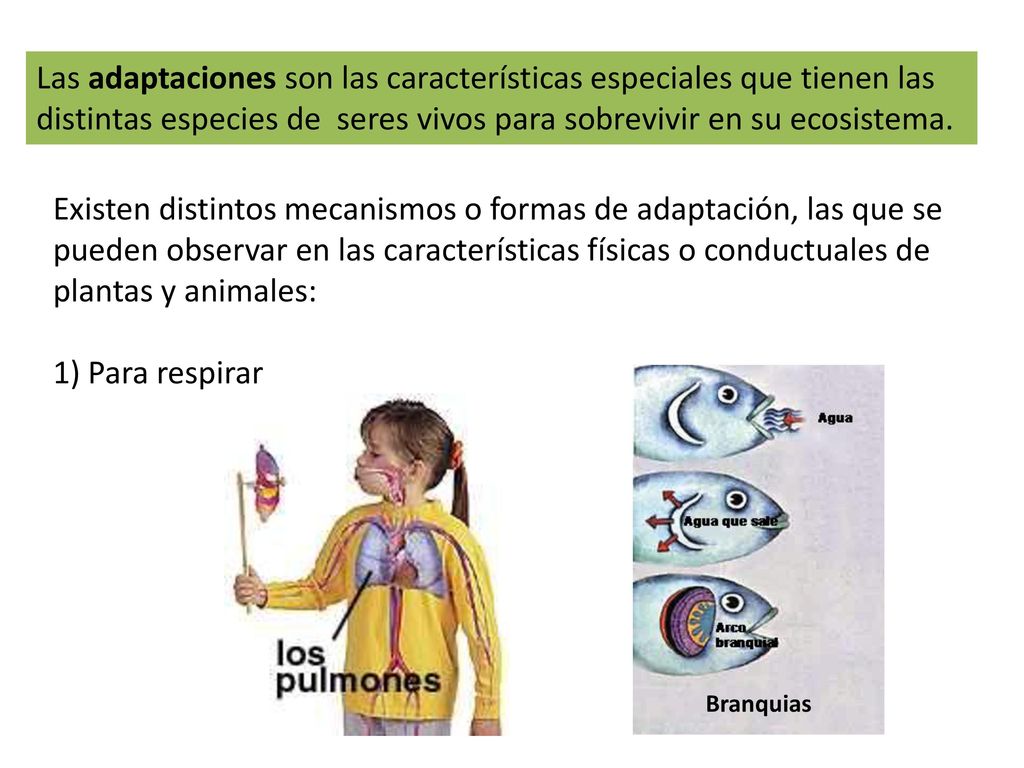 Las adaptaciones son las características especiales que tienen las distintas especies de seres vivos para sobrevivir en su ecosistema.