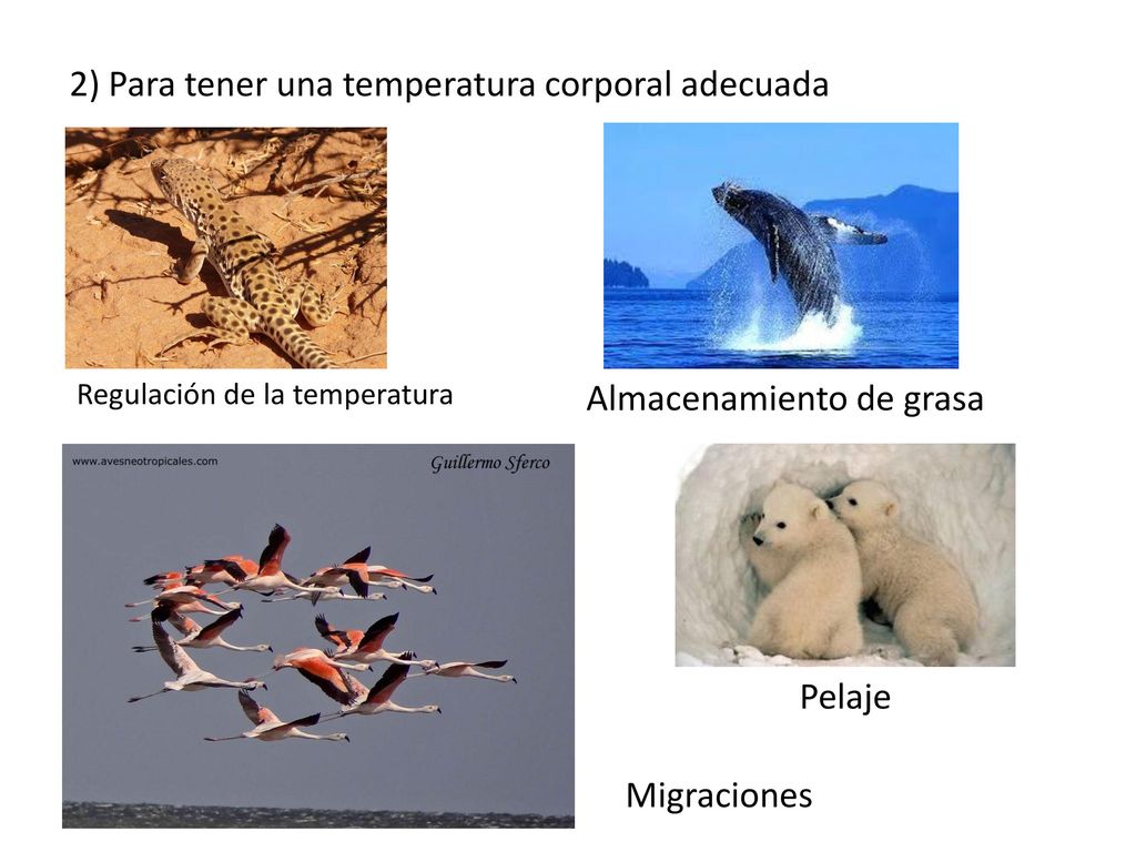 2) Para tener una temperatura corporal adecuada