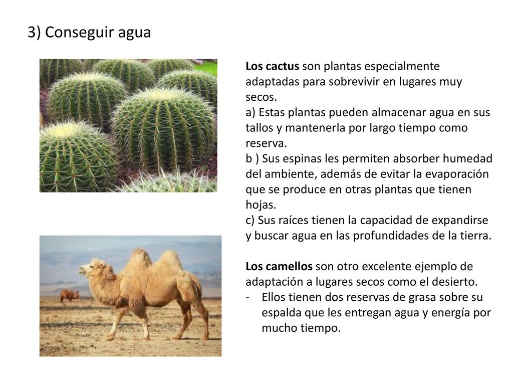 3) Conseguir agua Los cactus son plantas especialmente adaptadas para sobrevivir en lugares muy secos.