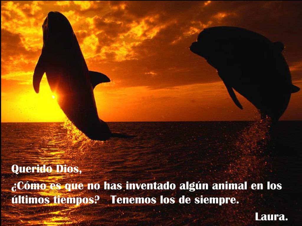 Querido Dios, ¿Cómo es que no has inventado algún animal en los últimos tiempos Tenemos los de siempre.