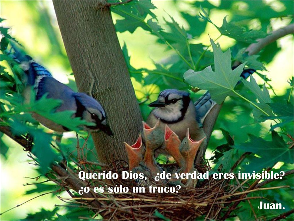 Querido Dios, ¿de verdad eres invisible ¿o es sólo un truco