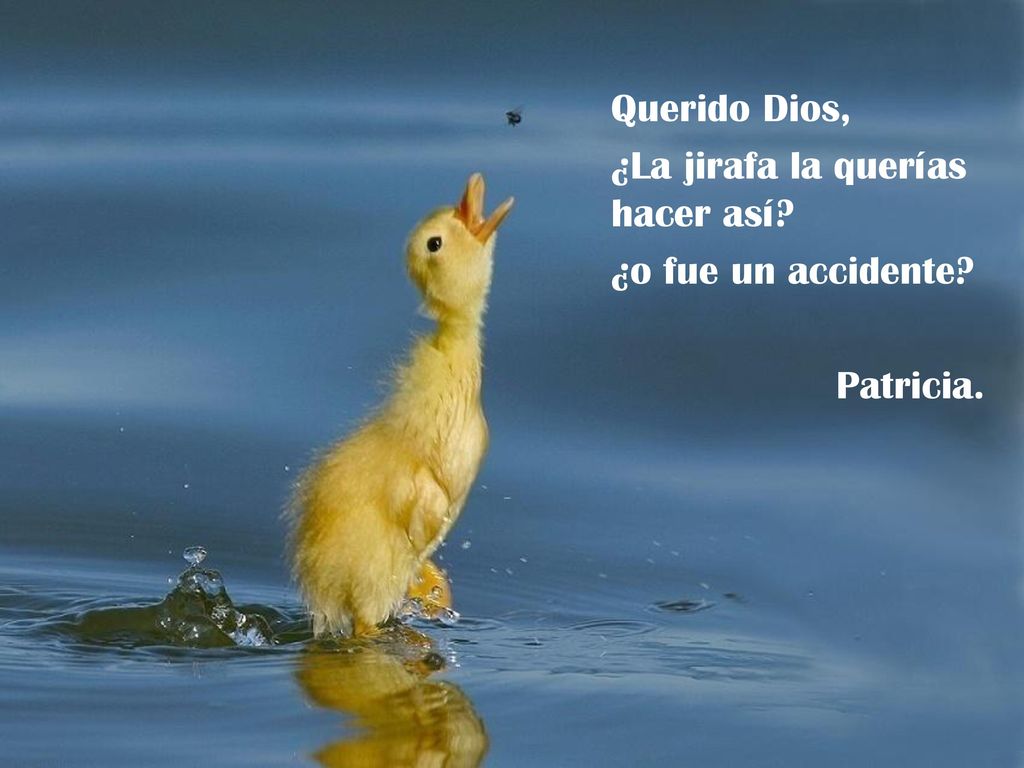 Querido Dios, ¿La jirafa la querías hacer así ¿o fue un accidente Patricia.