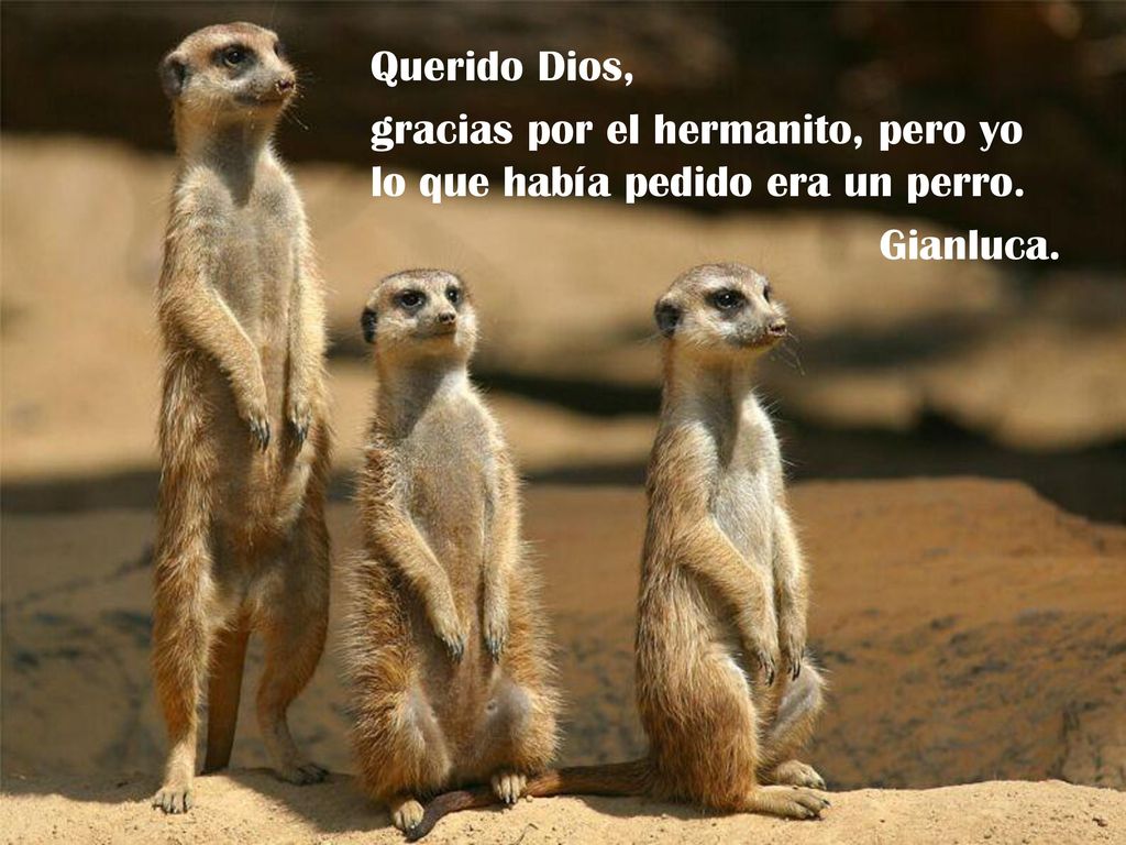 Querido Dios, gracias por el hermanito, pero yo lo que había pedido era un perro. Gianluca.
