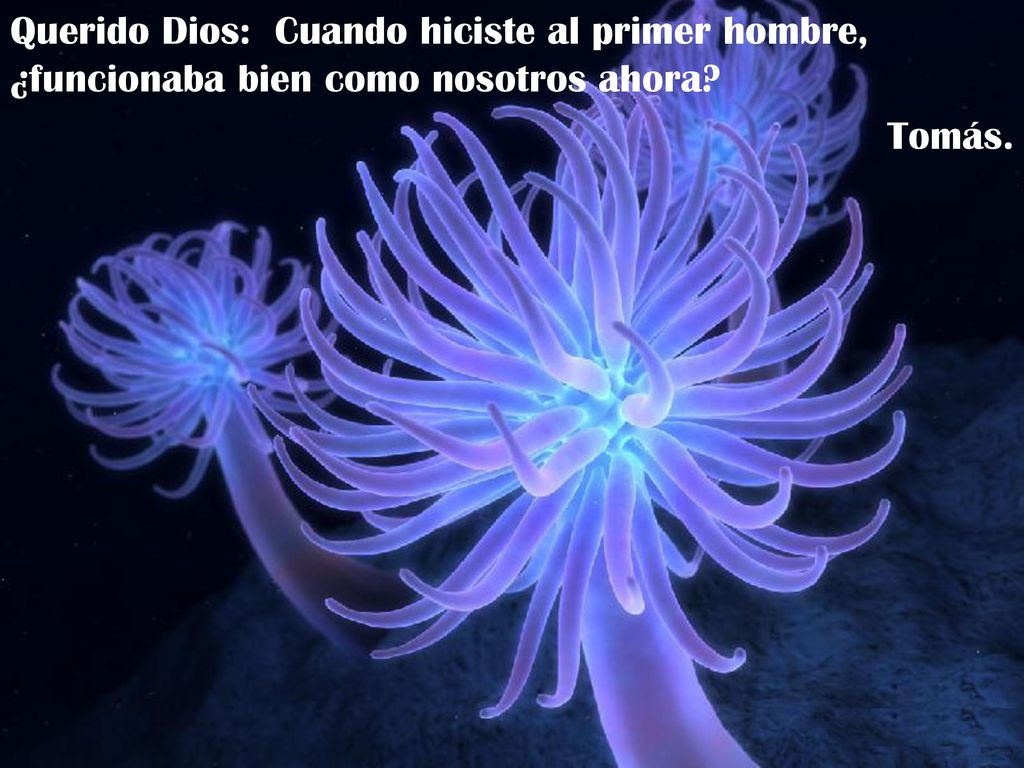 Querido Dios: Cuando hiciste al primer hombre, ¿funcionaba bien como nosotros ahora