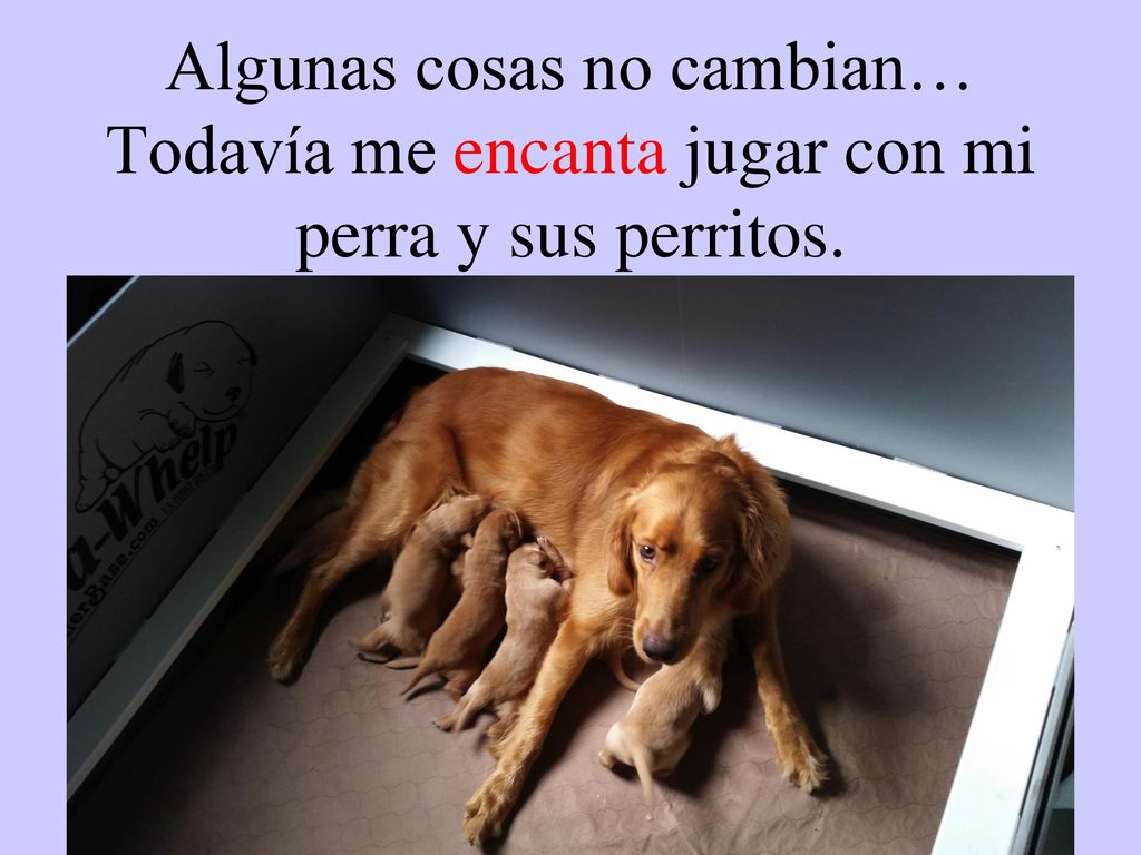 Algunas cosas no cambian… Todavía me encanta jugar con mi perra y sus perritos.