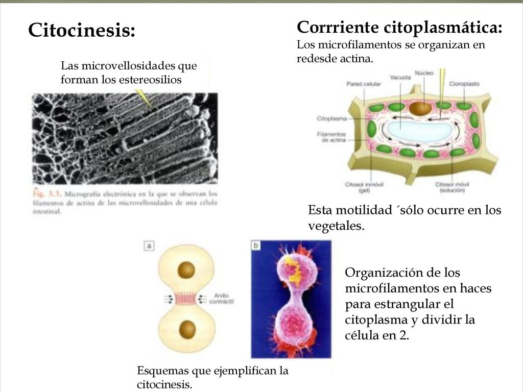 Citocinesis: Corrriente citoplasmática: Los microfilamentos se organizan en redesde actina. Las microvellosidades que forman los estereosilios.