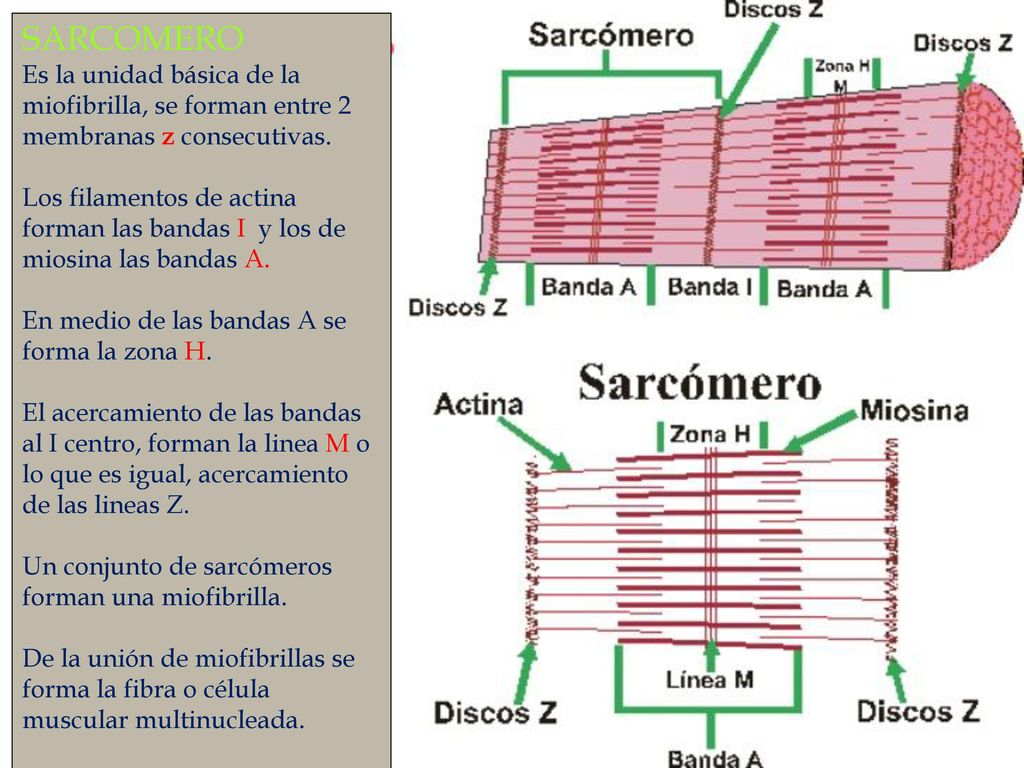 SARCOMERO Es la unidad básica de la miofibrilla, se forman entre 2 membranas z consecutivas.