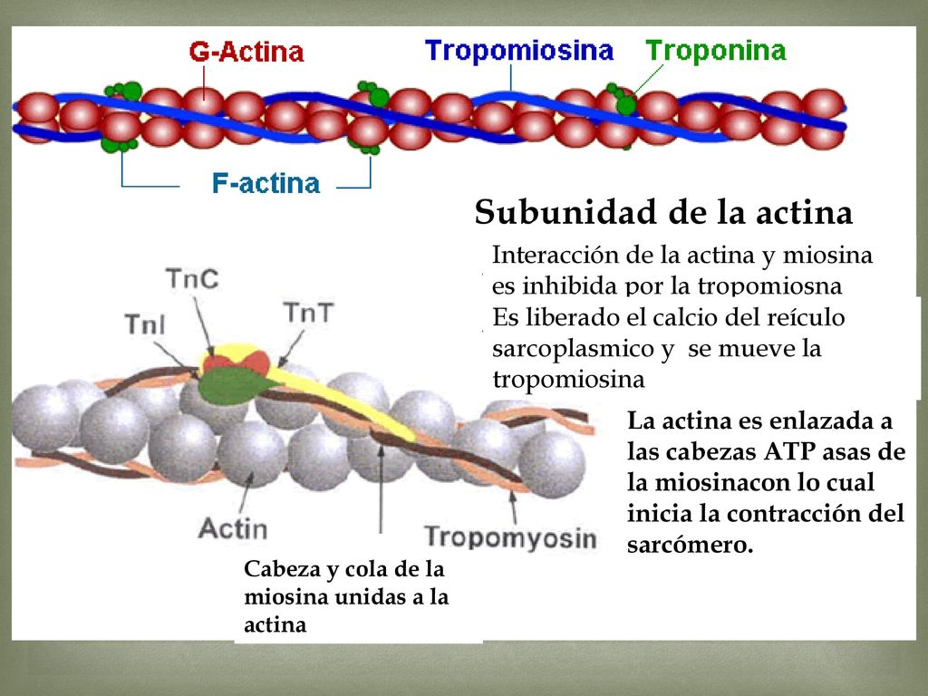 Subunidad de la actina Interacción de la actina y miosina es inhibida por la tropomiosna.