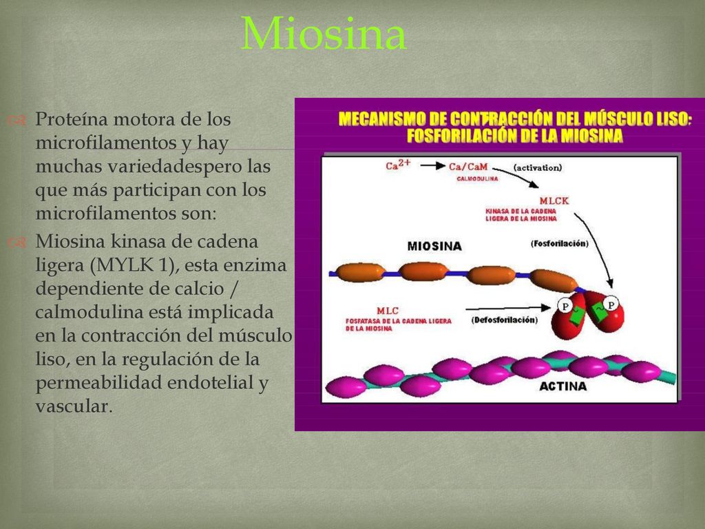 Miosina Proteína motora de los microfilamentos y hay muchas variedadespero las que más participan con los microfilamentos son: