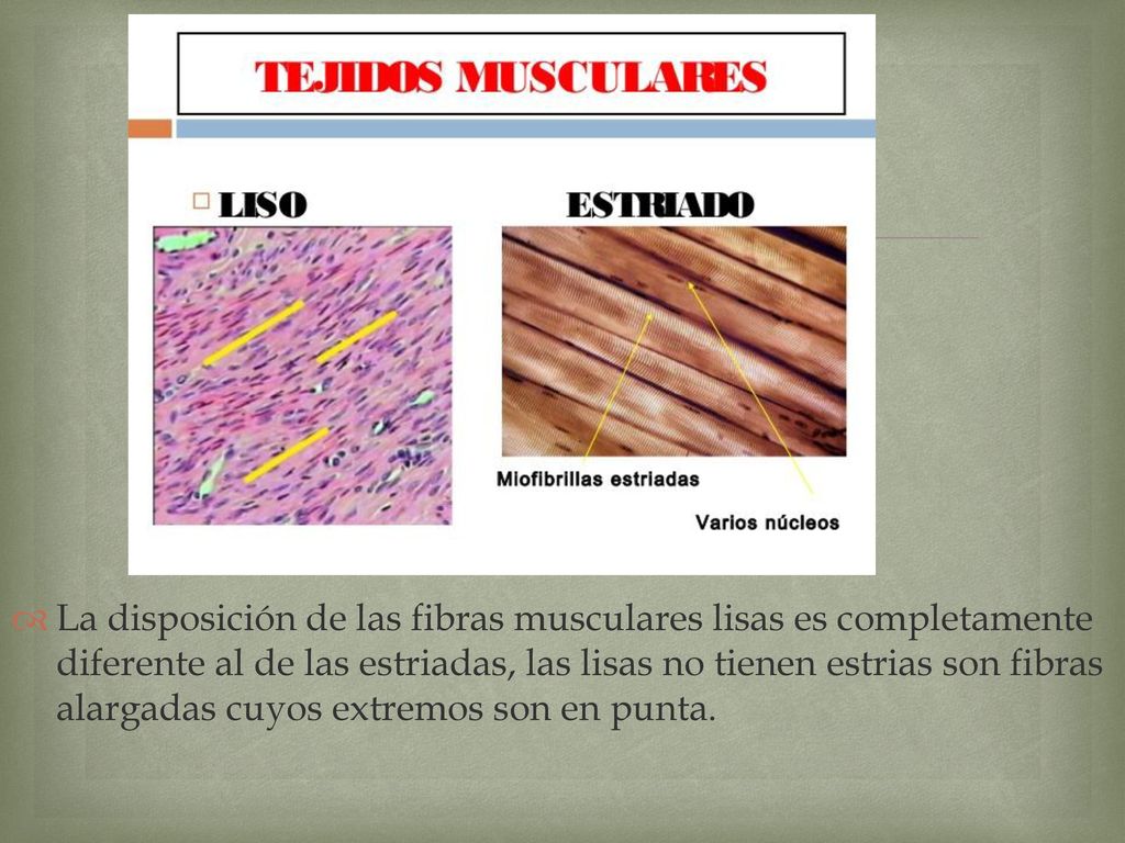 La disposición de las fibras musculares lisas es completamente diferente al de las estriadas, las lisas no tienen estrias son fibras alargadas cuyos extremos son en punta.
