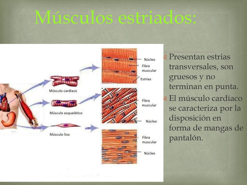 Músculos estriados: Presentan estrias transversales, son gruesos y no terminan en punta.