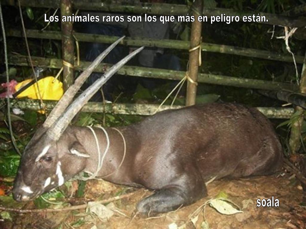 Los animales raros son los que más en peligro están.