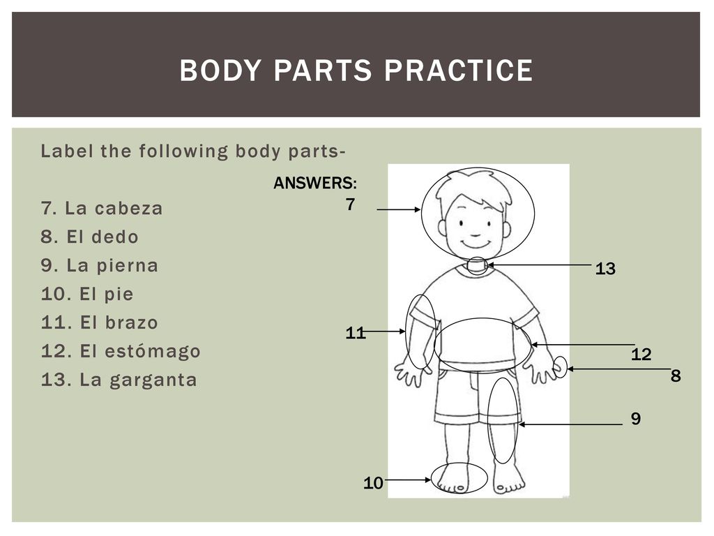 Body parts practice Label the following body parts- 7. La cabeza 8. El dedo 9. La pierna 10. El pie 11. El brazo 12. El estómago 13. La garganta